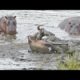 Hippos Save Wildebeest from Crocodiles!