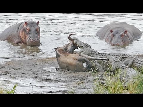 Hippos Save Wildebeest from Crocodiles!