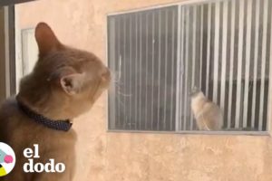 Historia de amor entre gatos vecinos | El Dodo