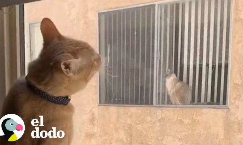Historia de amor entre gatos vecinos | El Dodo