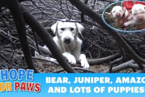 Homeless Labrador mom tried to trick us, but we found all her puppies!!!  Please share.