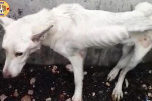 Homeless Paralyzed & Slim Dog was Rescue in Abandoned House