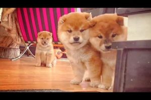 Hooman doin Potats a fascionate - Shiba Inu puppies (with captions)