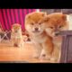 Hooman doin Potats a fascionate - Shiba Inu puppies (with captions)