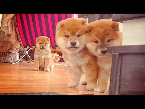 Hooman doin Potats a fascionate - Shiba Inu puppies (with captions)