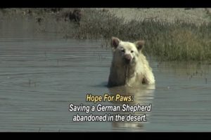 Hope For Paws: saving a German Shepherd abandoned in the desert.  Please share this unusual rescue.