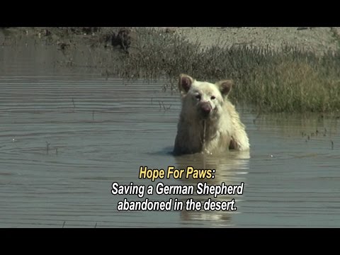 Hope For Paws: saving a German Shepherd abandoned in the desert.  Please share this unusual rescue.