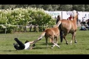 Horses are much more funny than cats - Funny horse videos 2018