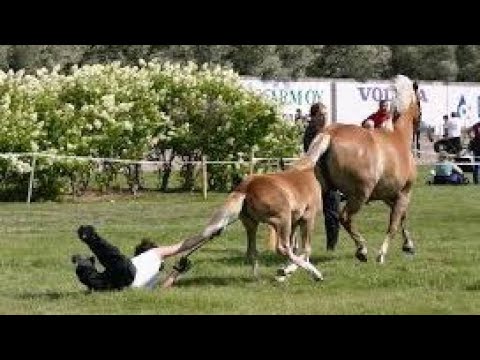 Horses are much more funny than cats - Funny horse videos 2018