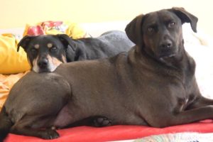 How Two Dogs Rescued From Death Became Best Friends | Animal Friendship