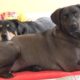 How Two Dogs Rescued From Death Became Best Friends | Animal Friendship