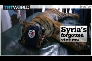 How these animals from Syria’s Magic World Zoo were rescued from the war-ravaged Aleppo