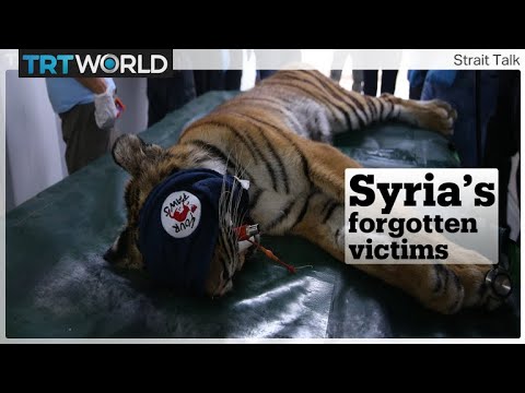 How these animals from Syria’s Magic World Zoo were rescued from the war-ravaged Aleppo