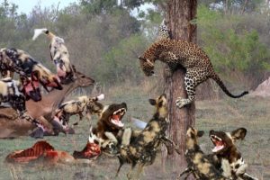 Hyena vs Leopard vs Wild Dogs Real Fight! Big Battles scramble for food - Wild Animals 2019