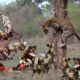 Hyena vs Leopard vs Wild Dogs Real Fight! Big Battles scramble for food - Wild Animals 2019