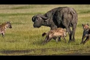 Hyenas attack lions and buffalo - Animal fights