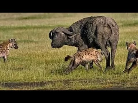 Hyenas attack lions and buffalo - Animal fights