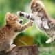 I Love To See The Baby Animals Playing