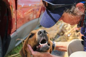 Ifaw Rescues Animals Abandoned After Dorian