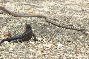 Iguane VS serpents : tension maximale - ZAPPING SAUVAGE