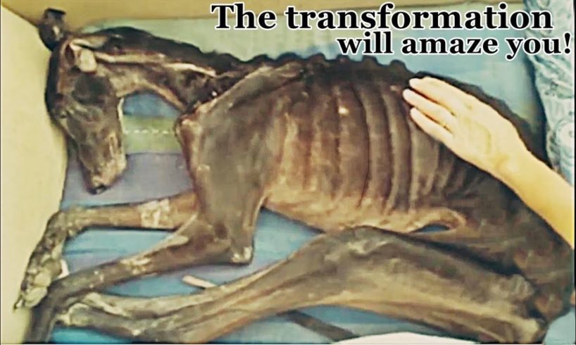 Incredible Recovery of Alarmingly Skeleton Dog Found Waiting To Die (Before After) #2019