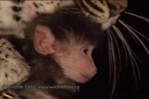 Incredible leopard and baby baboon interaction