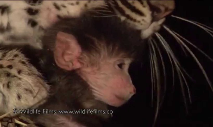 Incredible leopard and baby baboon interaction