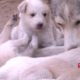 Indian Cute Street Dog Puppies