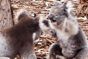 Insane moment two KOALAS get into a fight.