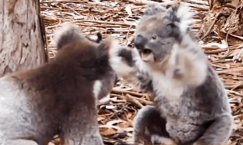 Insane moment two KOALAS get into a fight.