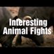Interesting Animal Fights