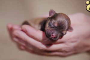 Introducing Our Cute Newborn Puppy