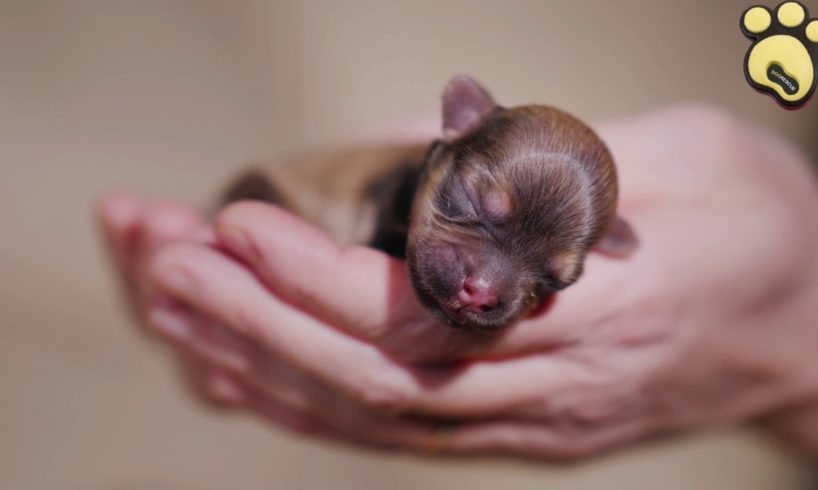 Introducing Our Cute Newborn Puppy
