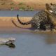 JAGUAR vs CROCODİLE | Most Amazing Wild Animal Attacks - Wild Animals Fights #15