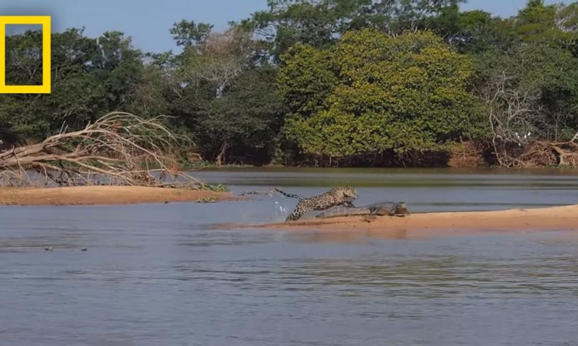 Jaguar Attacks Crocodile Cousin (EXCLUSIVE VIDEO) | National Geographic