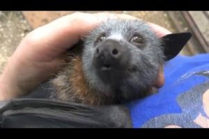 Juvenile bat squeaks while being petted.