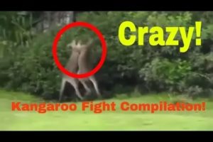 Kangaroo / Animal Fight Compilation 1.0 The best kangaroo fights, kangaroo brawls, and kangaroo hits