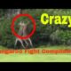 Kangaroo / Animal Fight Compilation 1.0 The best kangaroo fights, kangaroo brawls, and kangaroo hits