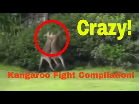 Kangaroo / Animal Fight Compilation 1.0 The best kangaroo fights, kangaroo brawls, and kangaroo hits