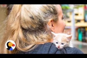 Kitten Lady Rescues Cat During Vacation | The Dodo