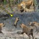 KİNG LİON vs HYENA | Most Amazing Wild Animal Attacks - Wild Animals Fights #8