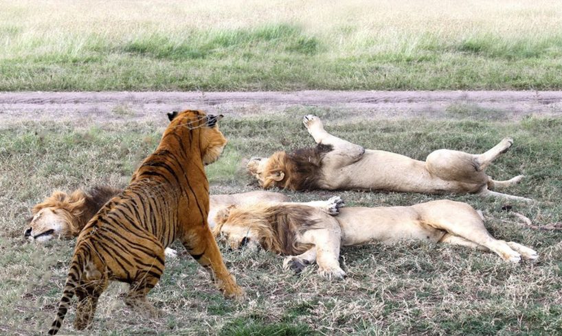 KİNG LİON vs TİGER | Most Amazing Wild Animal Attacks - Wild Animals Fights #11