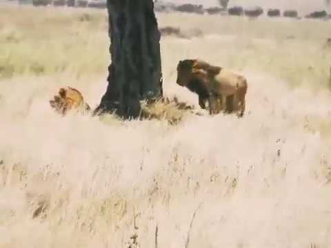 LION FIGHT : 1 Male Lion Fights 4 Male Lions - Fight for survival - 4 vs 1