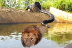 LIVE: BIG CAT VS PYTHON REAL FIGHT - Big Cat Powerful Become Prey Of The Giant Python