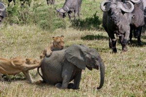 LIVE: #Kinganimal | Buffalo vs Lion vs Elephant, Wild Animals 2019 - The Real Fight Of Animals