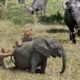 LIVE: #Kinganimal | Buffalo vs Lion vs Elephant, Wild Animals 2019 - The Real Fight Of Animals