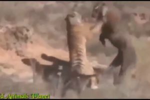 LIVE: New Wild Animal Fights 2017 - Best Moments Wild Animal Attacks Caught On Camera Latest