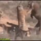 LIVE: New Wild Animal Fights 2017 - Best Moments Wild Animal Attacks Caught On Camera Latest