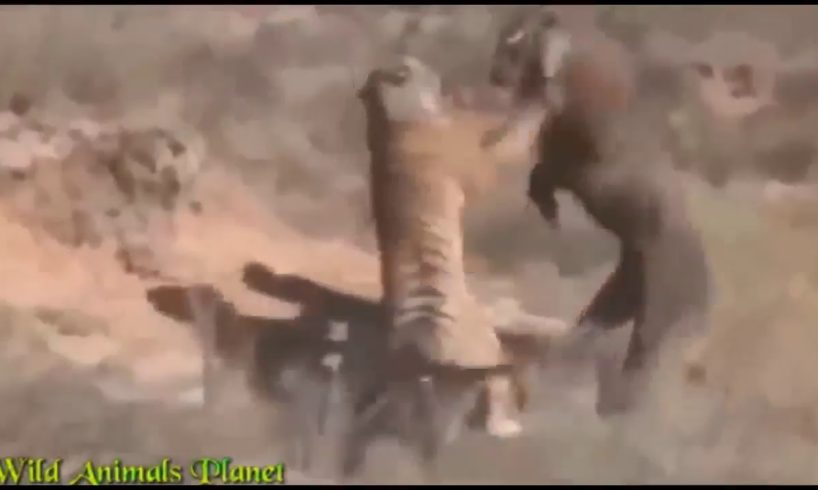 LIVE: New Wild Animal Fights 2017 - Best Moments Wild Animal Attacks Caught On Camera Latest