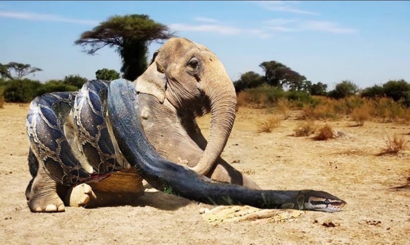 LIVE ❤ King Cobra Vs Elephant Real Fight | Most Shocking Wild Animals Attack